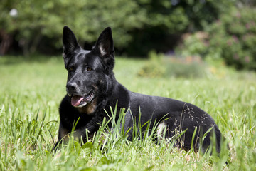 black dog lying on meadow