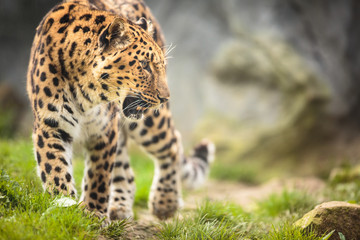 Naklejka premium Amur Leopard (Panthera pardus orientalis)