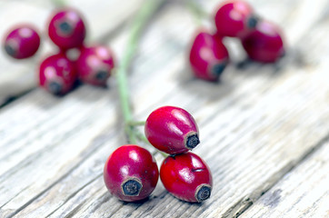 Detail of red rose hips