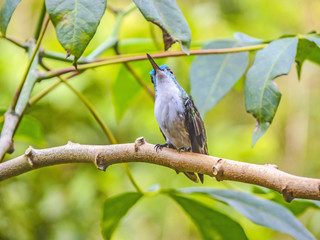 Green-crowned Brilliant hummingbird perching on branch