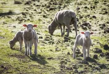 sheep grazing