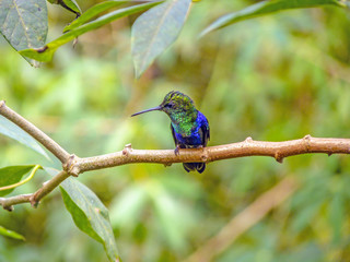 Green-crowned Brilliant hummingbird perching on branch