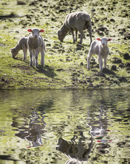 Fototapeta premium sheep grazing along the river