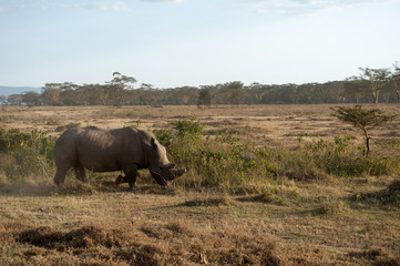 Naklejka premium rhino