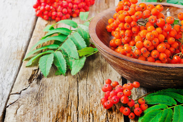 red rowan