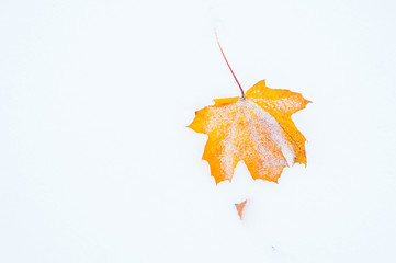 Yellow autumn maple leaf on snow