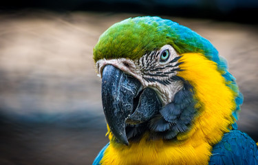 Macaw