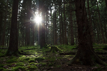 Obraz premium german coniferous forest