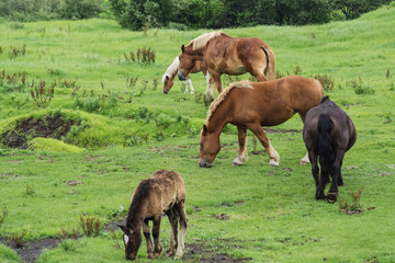 馬のポートレート