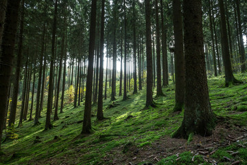 Fototapeta na wymiar german coniferous forest