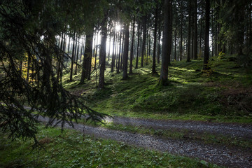 german forest path