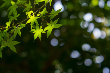 Obraz premium 緑のモミジ