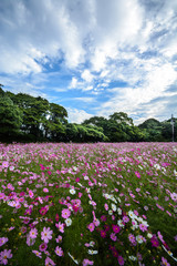 Fototapeta premium 展海峰のコスモス畑＠長崎県佐世保市