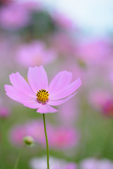 Obraz premium コスモス