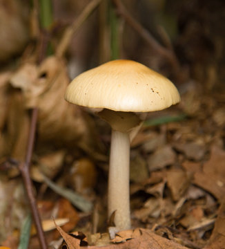 anamite mushroom.