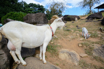 ヤギのポートレート