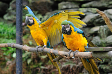 ルリコンゴウインコ