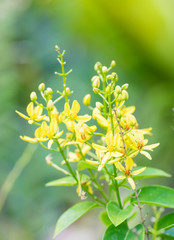 Tristellateia australasica, Malpighiaceae, Pacific Ocean Islands