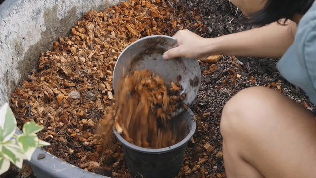 Worker scoop coconut coir fiber into flower pot fot planing tree