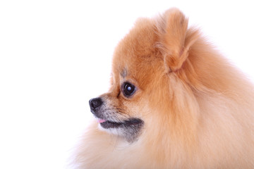 pomeranian dog isolated on white background