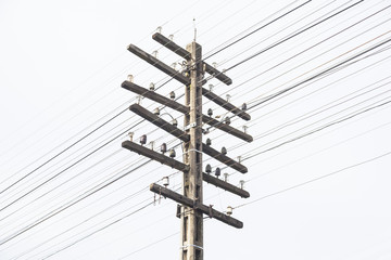 Telegraph pole