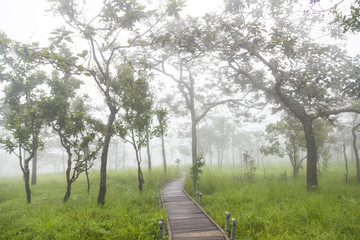 Bridge walkway in the forest