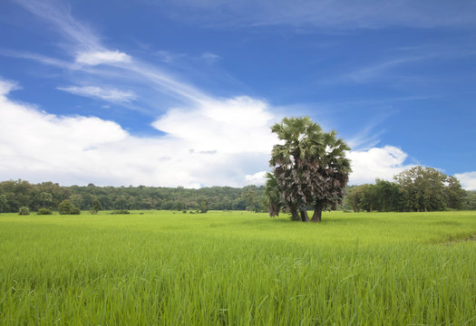 Green rice field © scenery1