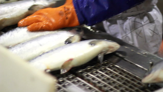 hand deboning salmon