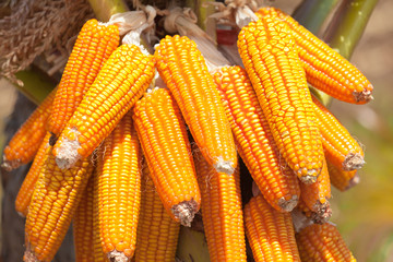 &eacute;pi de ma&iuml;s