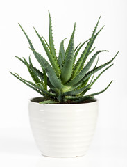 Isolated Aloe Vera Plant on White Pot