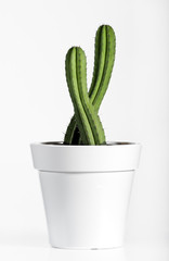 Fresh Look Cactus Plant on White Pot