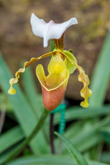 Close up of lady's slipper orchid flower