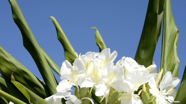 ハナシュクシャ属 Images Browse 7 Stock Photos Vectors And Video Adobe Stock