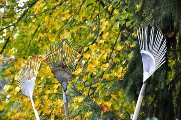 Rechen, zum Laubharken vor herbstlichem Baum