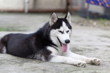 Portrait of Siberian Husky