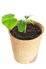 The young plant grows from a fertile soil is isolated on a white