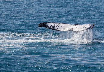 whale Hervey Bay Australia
