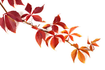 Branch of red autumn grapes leaves