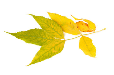 Yellowed autumn leaf
