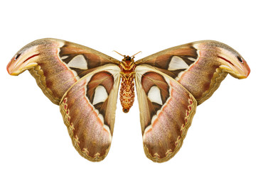 Female attacus atlas moth