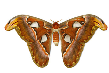 Naklejka premium Female attacus atlas moth