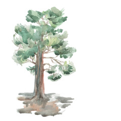 pine tree on a white background. Watercolor. Sketch. vector