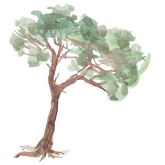 pine tree on a white background. Watercolor. Sketch. vector