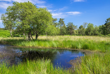 Pond at Arne in the Dorset Countryside, United Kingdom