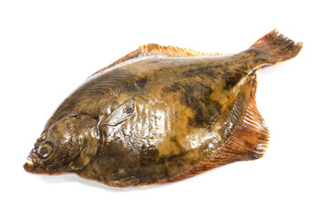 Fresh flounder on white background