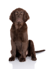 brown flat coated retriever puppy