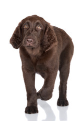 Fototapeta premium flat coated retriever puppy