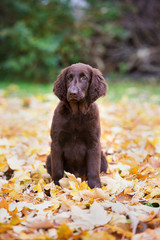 flat coated retriever