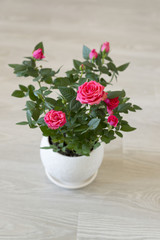 Pink rose on a ceramic pot in  room