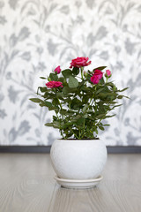 Obraz premium Pink rose on a ceramic pot in room
